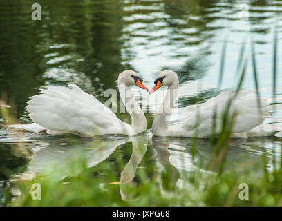 Paar Schwäne schwimmen im Teich Stockfoto