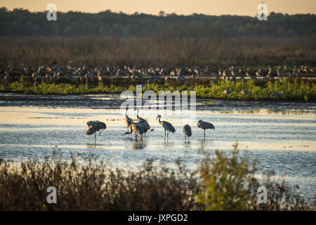 Überwinternde Kraniche auf flachen Marsh Handschuhes La Chua sinken, Paynes Prairie State Park, Florida Stockfoto