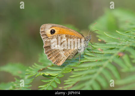 Gatekeeper, Hedge Braun, Pyronia tithonus, Sussex, August, Stockfoto