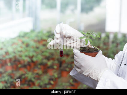 Nahaufnahme der Biologe Hände mit Handschuhen gießt flüssige Chemikalien im Blumentopf mit im Gewächshaus sprießen. Pflanzenschutz und Biotechnologie Konzept Stockfoto