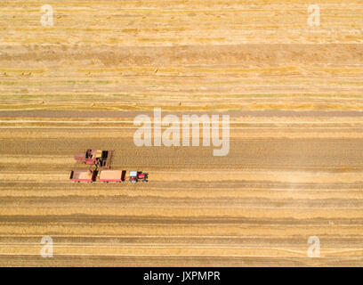 Mähdrescher und Traktor mit zwei Anhängern arbeiten in goldenem Feld. Ernte der landwirtschaftlichen Arbeiten Stockfoto