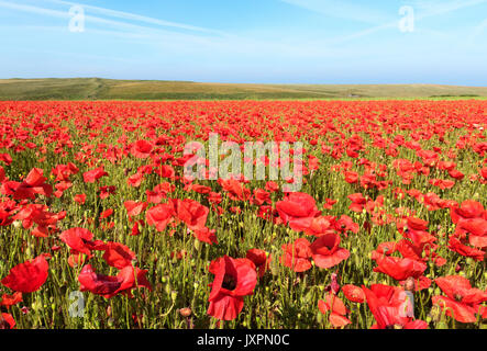 Ein Feld von wilden roten Mohnblumen bei pentire in Cornwall, England, Großbritannien. Stockfoto