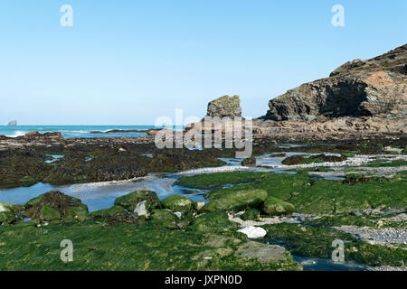 Algen auf Felsen am trevellas Porth in der Nähe von st. Agnes an der Nordküste von Cornwall, England, Großbritannien, Großbritannien, Stockfoto