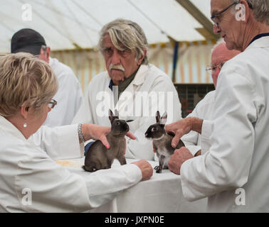 Kaninchen Beurteilung an der südlichen Landwirtschaft zeigen Stockfoto