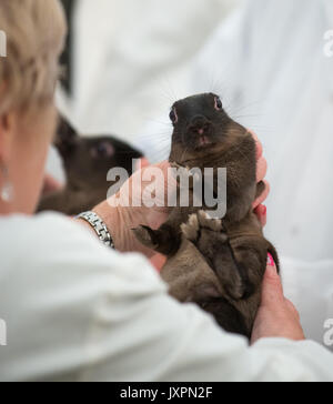 Kaninchen Beurteilung an der südlichen Landwirtschaft zeigen Stockfoto