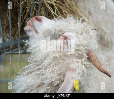 Angoraziege Heu Essen Stockfoto