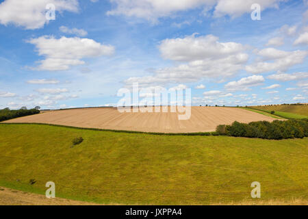 Einem grünen Hügel streifen Wiese in der Nähe von Stroh Felder und Wälder unter einem blauen Sommerhimmel in Yorkshire Wolds Stockfoto