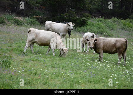 Kühe wandering und Beweidung in den Bergen der Sierra Nevada Stockfoto