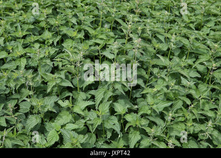 Brennessel (Urtica dioica) in High Wycombe, England am 16. August 2017. Foto von Andy Rowland. Stockfoto