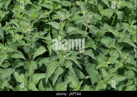 Brennessel (Urtica dioica) in High Wycombe, England am 16. August 2017. Foto von Andy Rowland. Stockfoto