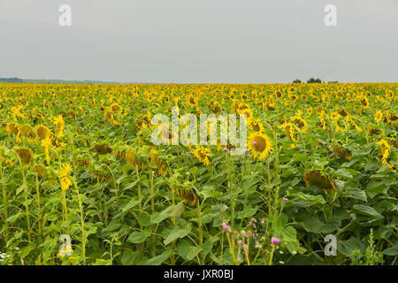 Endlose Feld der Blüte Sonnenblumen, August Abend. Natürliche Sommer Hintergrund zu verschiedenen Themen Stockfoto