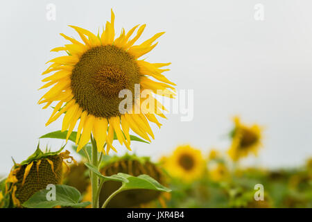 Hohe schöne Bio Sonnenblumenöl in der Farm. Natürliche Blumen Sommer Hintergrund, kopieren Platz für Text Stockfoto