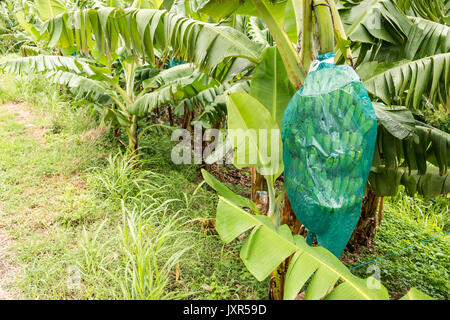 Anpflanzung von Bananenstauden auf Martinique Stockfoto