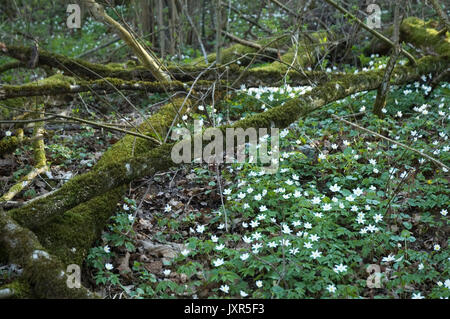 Waldboden mit Buschwindröschen Stockfoto