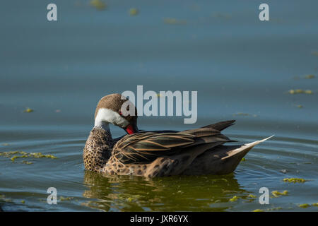 Weiß ist Pintail (Anas bahamensis), Bahama Ente, Schwimmen Stockfoto