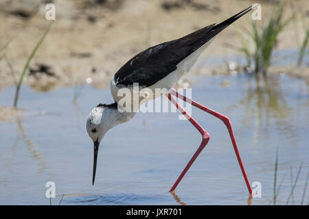 Schwarz geflügelte Stelzenläufer (Himantopus himantopus), männlich Fütterung Stockfoto