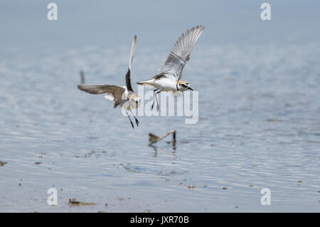 Seeregenpfeifer (Charadrius alexandrinus), männlich und weiblich im Flug Stockfoto