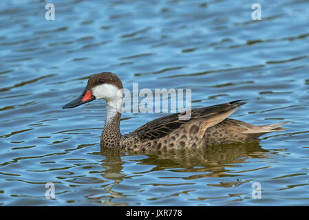 Weiß ist Pintail (Anas bahamensis), Bahama Ente, Schwimmen Stockfoto