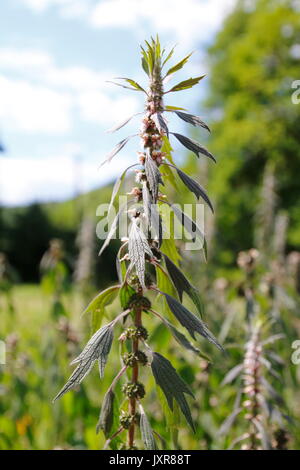 Herzspannkraut, Leonurus cardiaca, Stockfoto