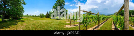 Weinberg Panorama. Nahaufnahme Reihen der Weinreben. Stockfoto