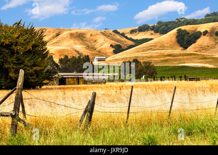 Weinland Kalifornien Landschaft mit goldenen Hügel und Weinberge. Stockfoto