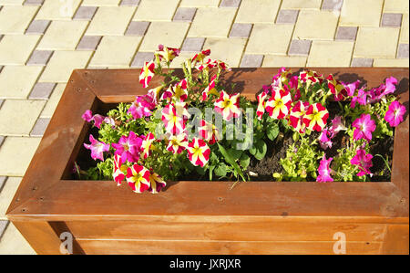 City street Dekoration mit hellem petunia Blumen in Holzkiste Stockfoto
