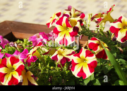Nahaufnahme der Stadt Straße Dekoration mit hellem petunia Blumen in Holzkiste Stockfoto