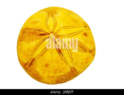 Mesozoikum Sand dollar Clypeasteroid versteinerte Exemplar aus Madagaskar, Ansicht von oben Stockfoto