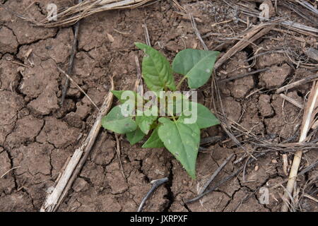 Klettern Buchweizen, Schwarz Bindweed (Fallopia convolvulus convolvulus)) Stockfoto