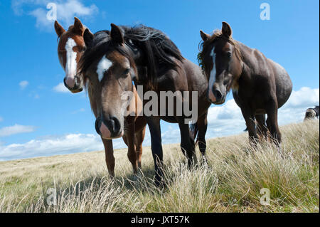 Mynydd Epynt, Powys, UK. 17. August 2017. UK Wetter. Welsh Ponys sind auf dem Mynydd Epynt Moor in der Nähe von Builth Wells in Powys an einem feinen, aber windigen Tag gesehen. © Graham M. Lawrence/Alamy Leben Nachrichten. Stockfoto