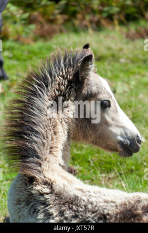 Mynydd Epynt, Powys, UK. 17. August 2017. UK Wetter. Welsh Ponys sind auf dem Mynydd Epynt Moor in der Nähe von Builth Wells in Powys an einem feinen, aber windigen Tag gesehen. © Graham M. Lawrence/Alamy Leben Nachrichten. Stockfoto