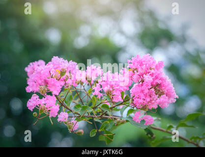 Lagerstroemia indica Blumen blühen im Garten mit romantischen rosa für diejenigen, die Blumen und rosa Liebe, diese Blume blüht im Sommer in der Regel in der t Stockfoto