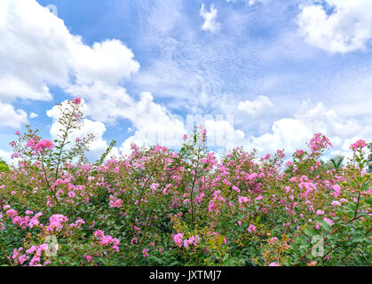 Lagerstroemia indica Blumen blühen im Garten mit romantischen rosa für diejenigen, die Blumen und rosa Liebe, diese Blume blüht im Sommer in der Regel in der t Stockfoto