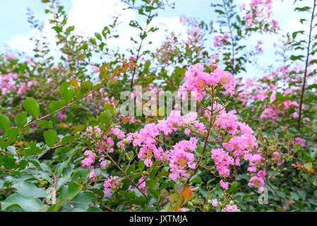 Lagerstroemia indica Blumen blühen im Garten mit romantischen rosa für diejenigen, die Blumen und rosa Liebe, diese Blume blüht im Sommer in der Regel in der t Stockfoto