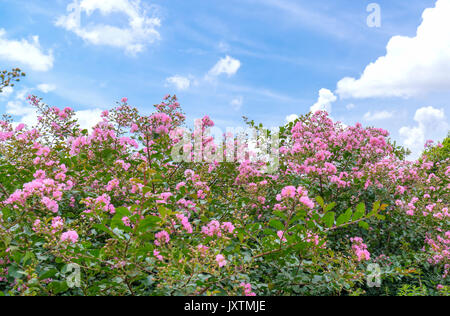 Lagerstroemia indica Blumen blühen im Garten mit romantischen rosa für diejenigen, die Blumen und rosa Liebe, diese Blume blüht im Sommer in der Regel in der t Stockfoto