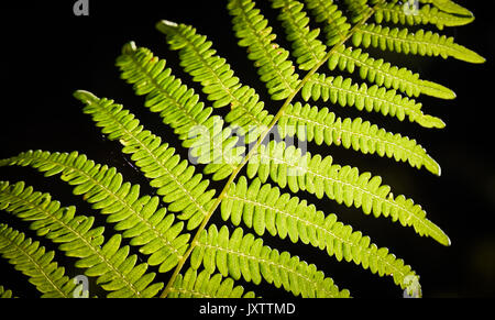 Bracken fern Beleuchtet durch Sonnenlicht gegen einen dunklen Hintergrund, Cannock Chase, Staffordshire, Großbritannien Stockfoto