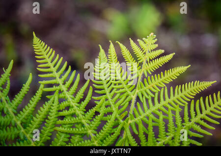 Bracken fern Beleuchtet durch Sonnenlicht gegen einen dunklen Hintergrund, Cannock Chase, Staffordshire, Großbritannien Stockfoto