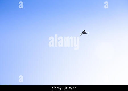Ein Vogel im Flug schlucken gegen einen hellen, blauen Himmel bei Cannock Chase, Staffordshire, Großbritannien Stockfoto