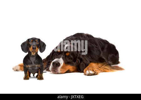 Dackel und Berner Hund vor einem weißen Hintergrund Stockfoto