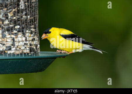 Männliche American Goldfinch auf Saatgut Einzug. Stockfoto