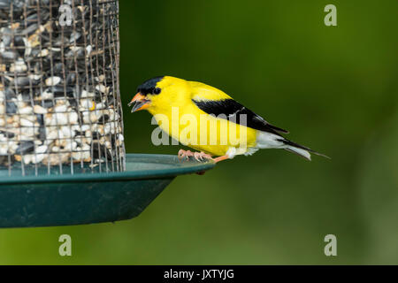 Männliche American Goldfinch auf Saatgut Einzug. Stockfoto