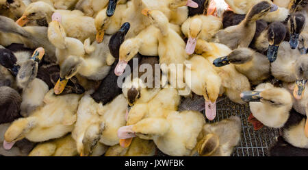 Baby Enten voll in Kisten im Mercado t als Haustiere oder Lebensmittel verkauft werden. Stockfoto