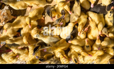 Baby Enten voll in Kisten im Mercado t als Haustiere oder Lebensmittel verkauft werden. Stockfoto