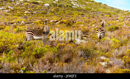 Grasende Zebras in Cape Point Nature Reserve auf der Kap-halbinsel in Südafrika Stockfoto