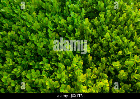 Green Bush Textur, Hintergrund der kleinen Blätter Stockfoto