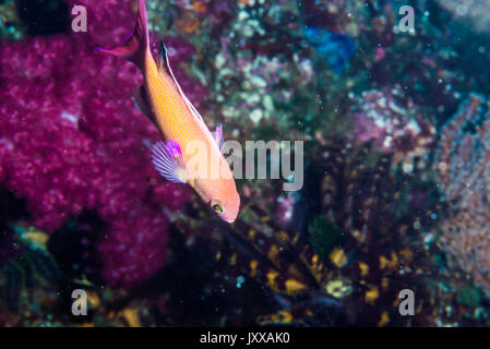 Pseudanthias squamipinnis (Peters, 1855), das Meer Goldie Stockfoto