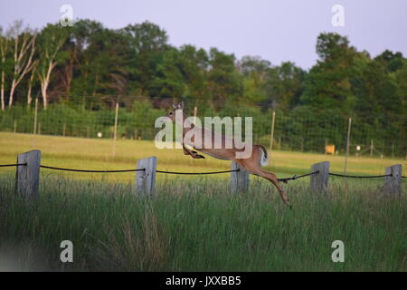 Rehe springen Zaun Stockfoto