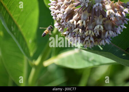 Biene schwebt über Blume Stockfoto