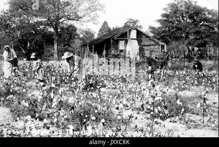 Landschaftsaufnahme in voller Länge von Frauen, die Baumwolle pflücken; Southern Pines, North Carolina, 1914. Stockfoto