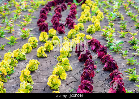 Blumenbeet mit Zierpflanzen Stockfoto